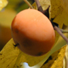 Persimmon by Upper Lake